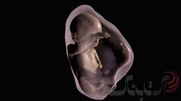 تور در دنیای جنین با استفاده از واقعیت مجازی